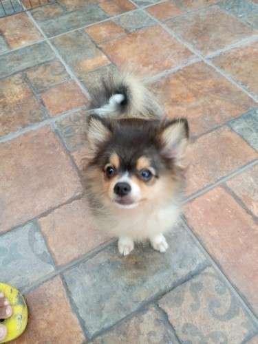 Cachorro pomerania1502542152