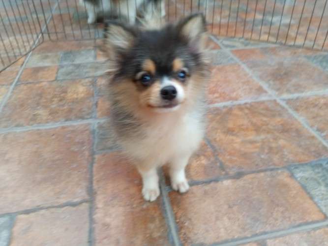 Cachorro pomerania1502542152