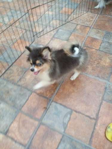 Cachorro pomerania1502542152