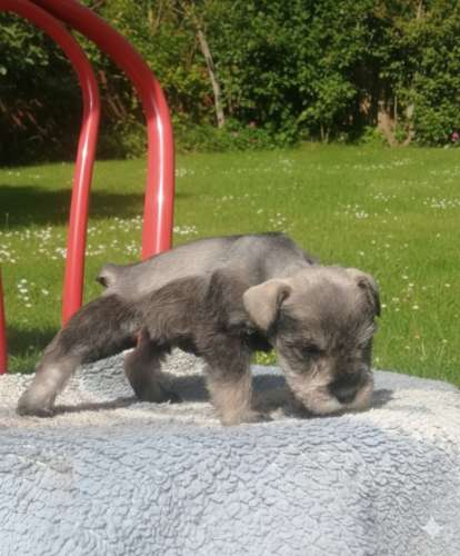 Schnauzer sal pimienta1700364897