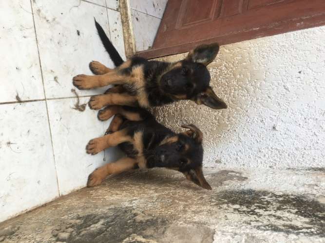  hermosos cachorros ovejero alemán con pedigree1809467152