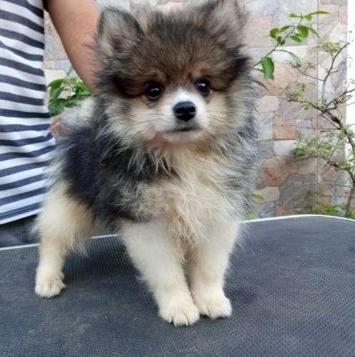 Pomerania 1998921489