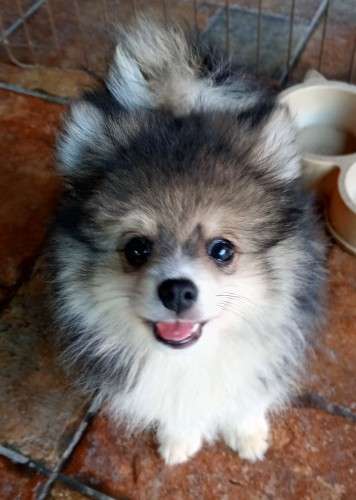 Pomerania 1998921489