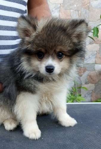 Pomerania 1998921489