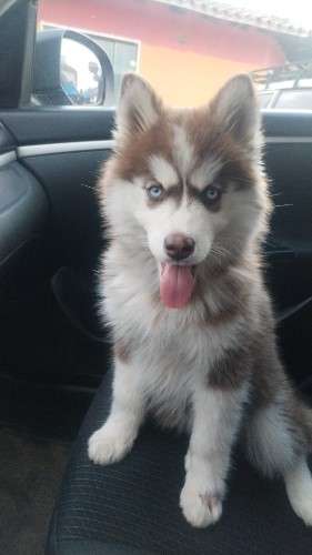 Husky hembra 504751744