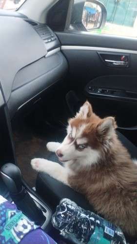 Husky hembra 504751744