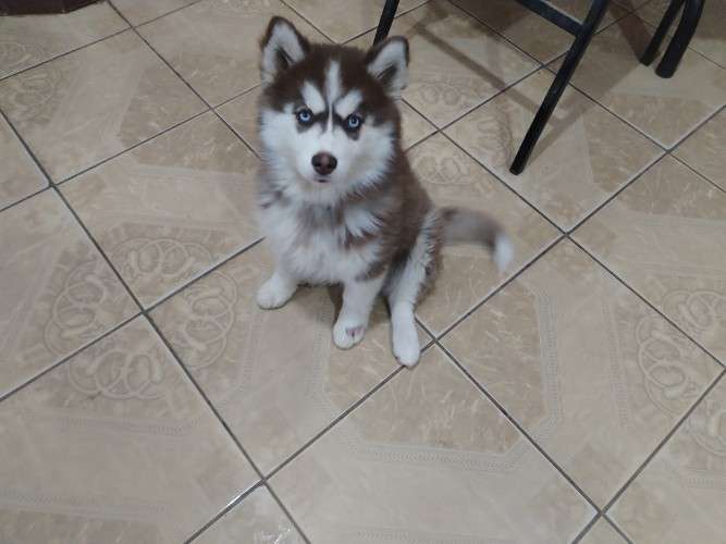 Husky hembra 504751744